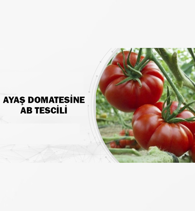 Ayaş Domatesine AB Tescili
