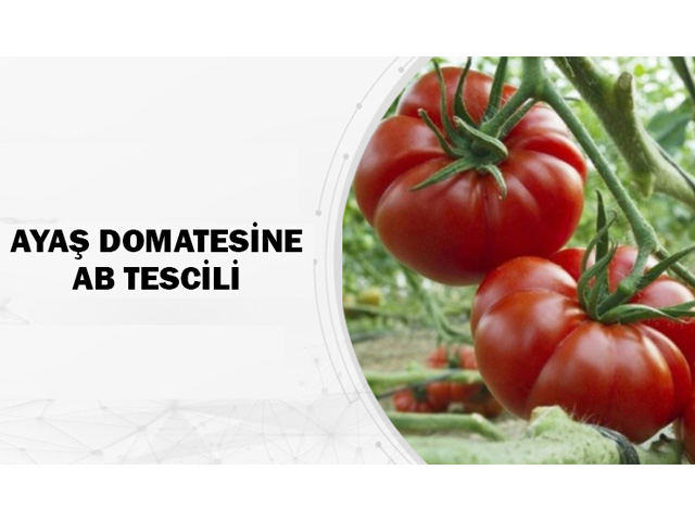Ayaş Domatesine AB Tescili
