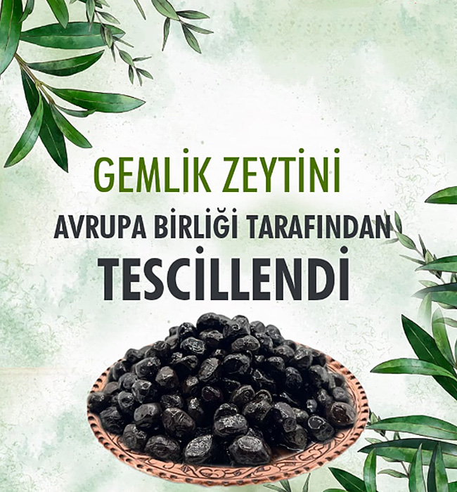 Gemlik Zeytini Avrupa Birliği Tarafından Tescillendi