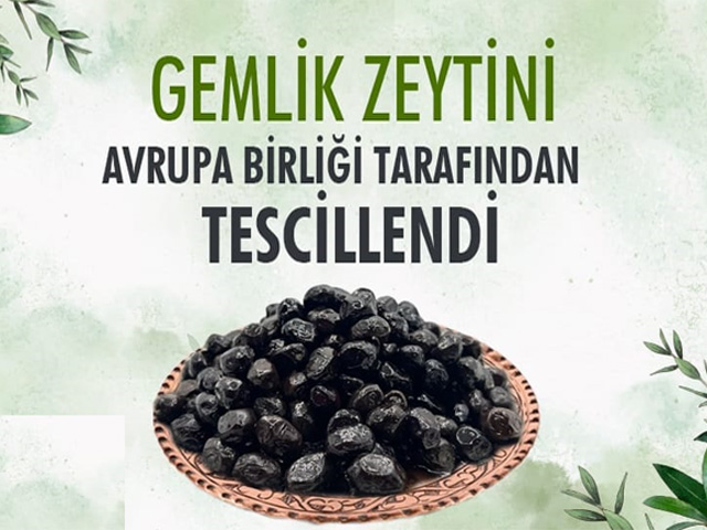 Gemlik Zeytini Avrupa Birliği Tarafından Tescillendi