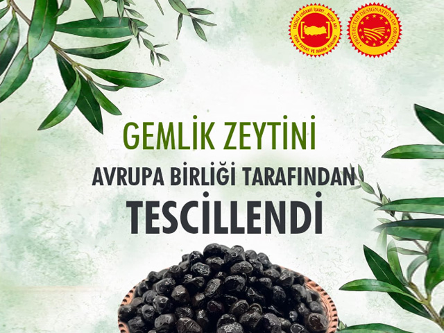 Gemlik Zeytini Avrupa Birliği Tarafından Tescillendi