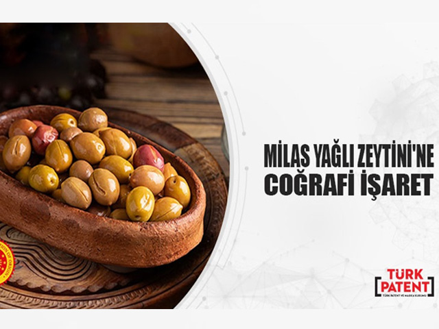 Milas Yağlı Zeytini Avrupa Birliği Tarafından Tescillendi
