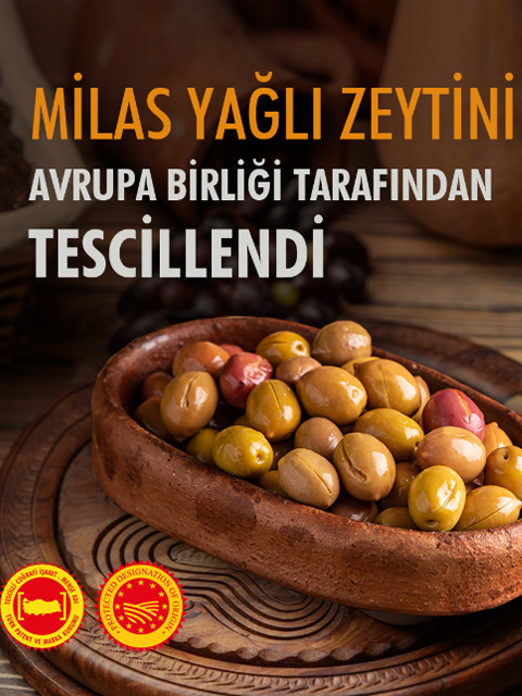 Milas Yağlı Zeytini Avrupa Birliği Tarafından Tescillendi