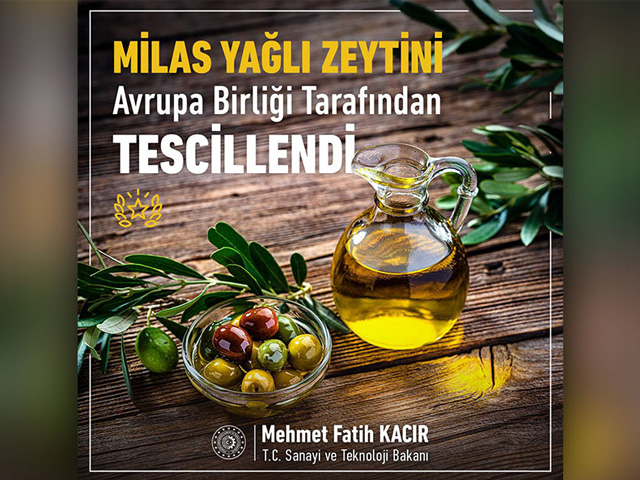 Milas Yağlı Zeytini Avrupa Birliği Tarafından Tescillendi